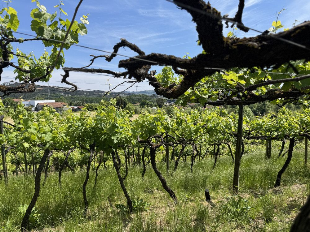 Vinehill Retreat preview