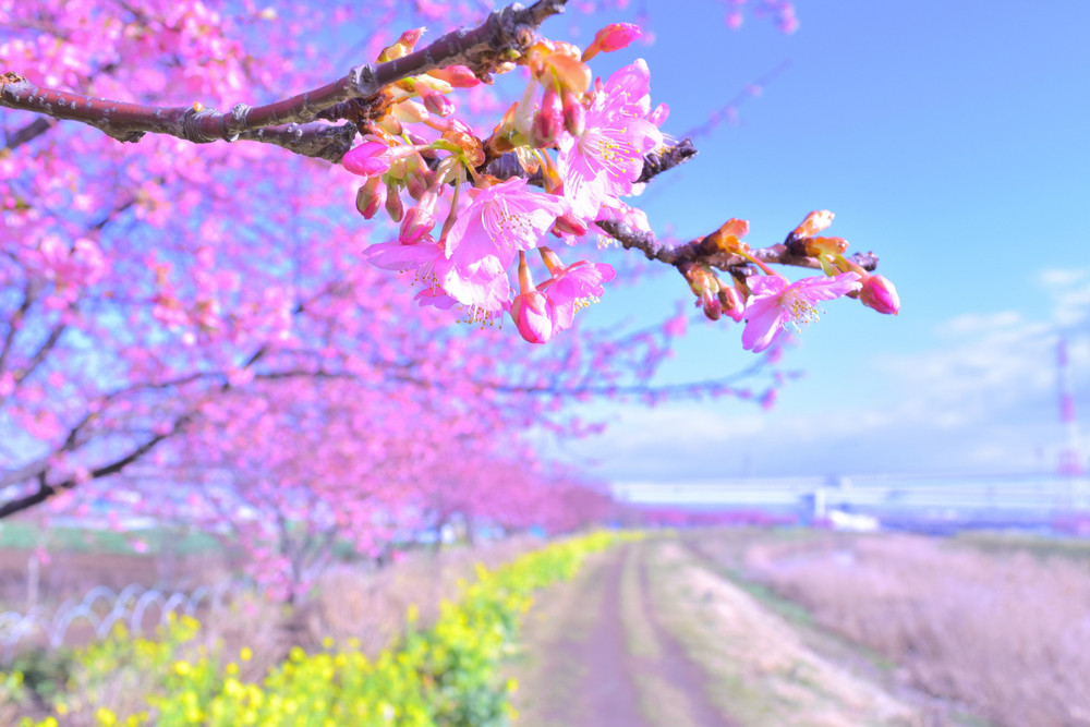Image #61