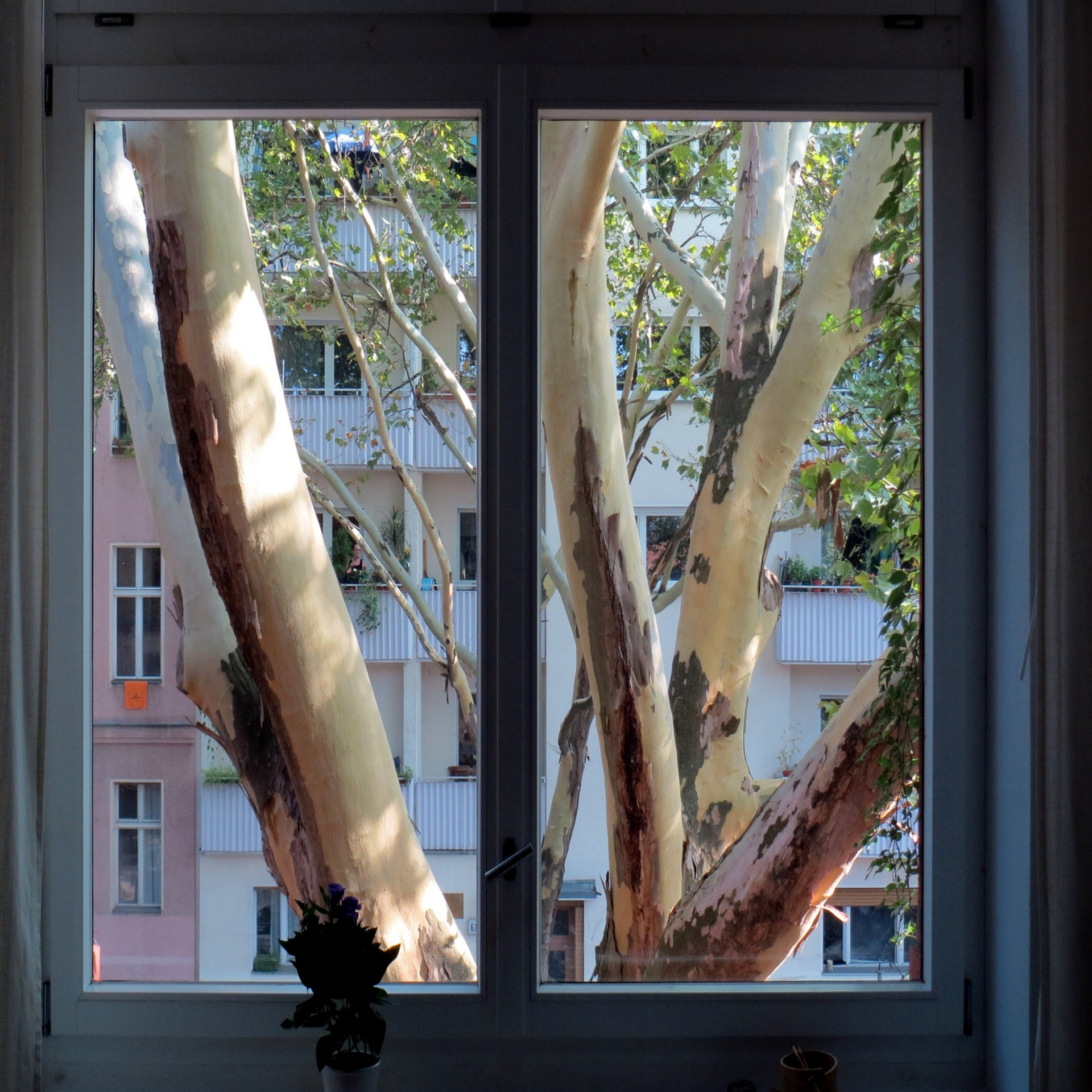 View out of the dining room window