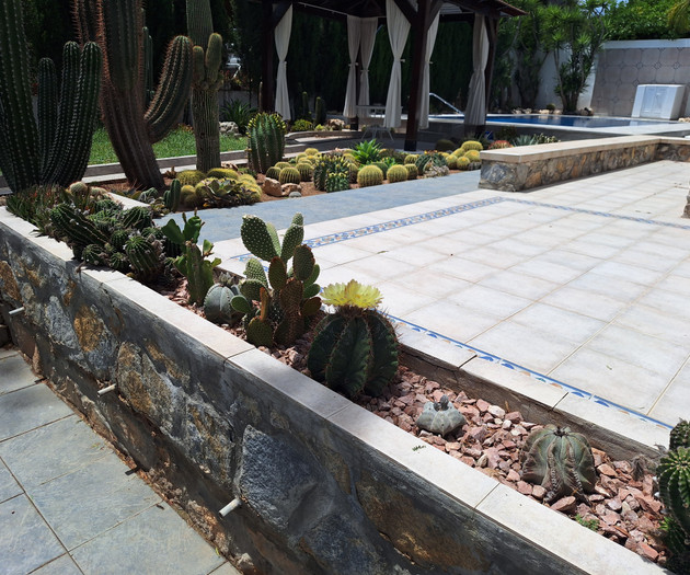 Cactus garden path and patio