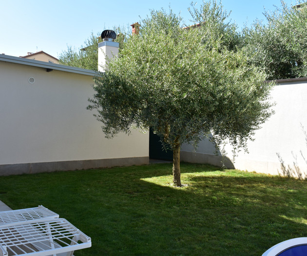 Garden with olive tree