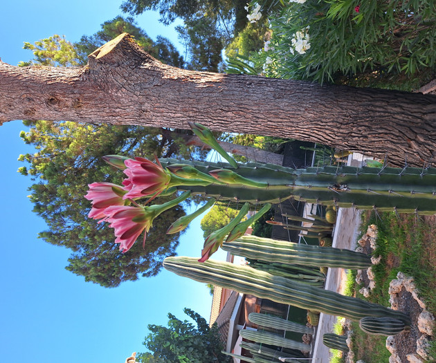 Blooming cactus with pink flowers