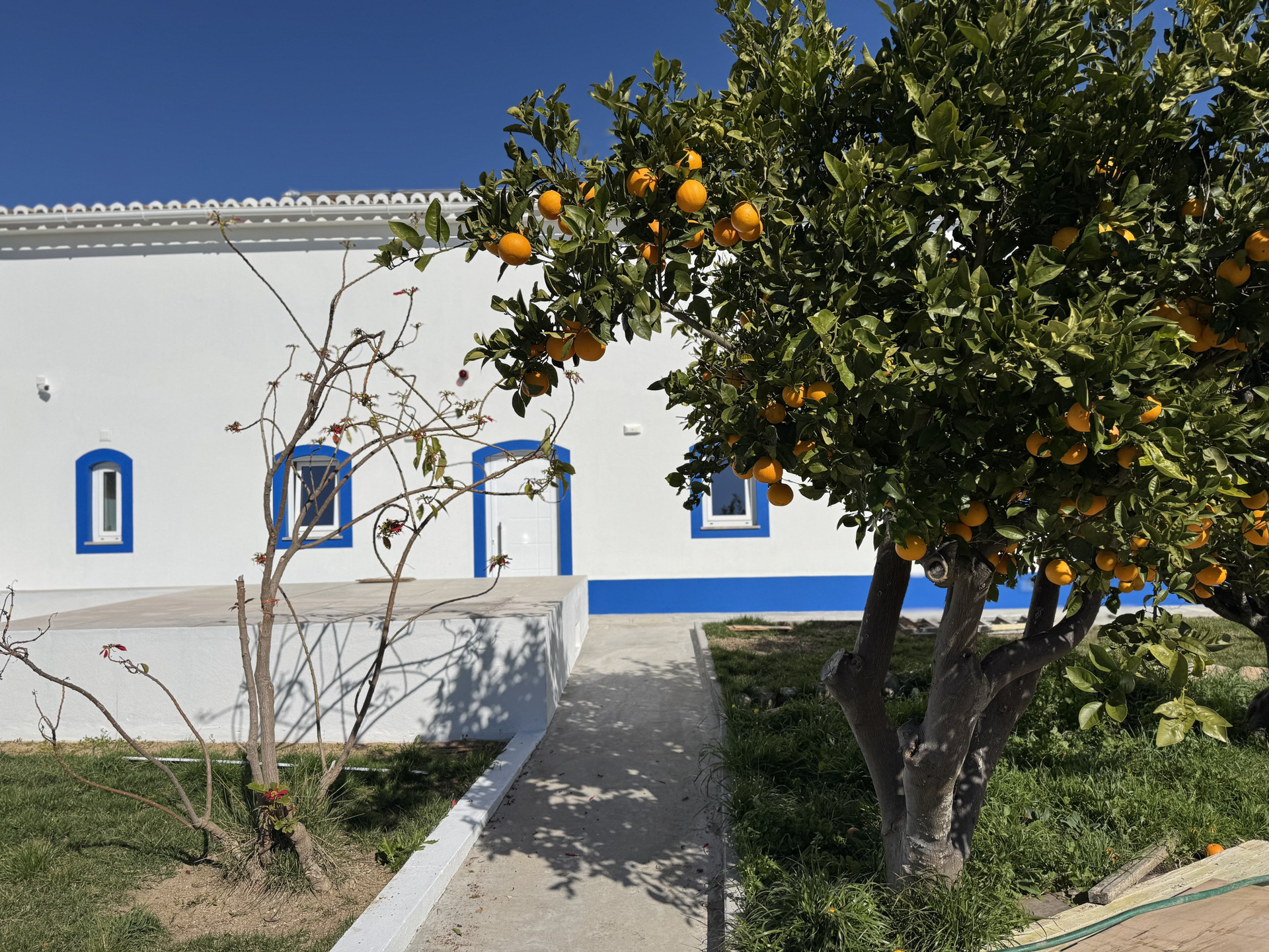 Orange tree garden path
