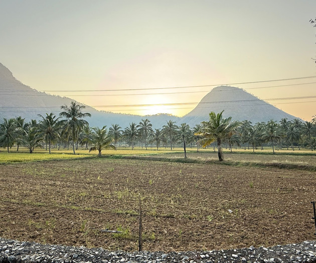 Sunset over palm fields and hills