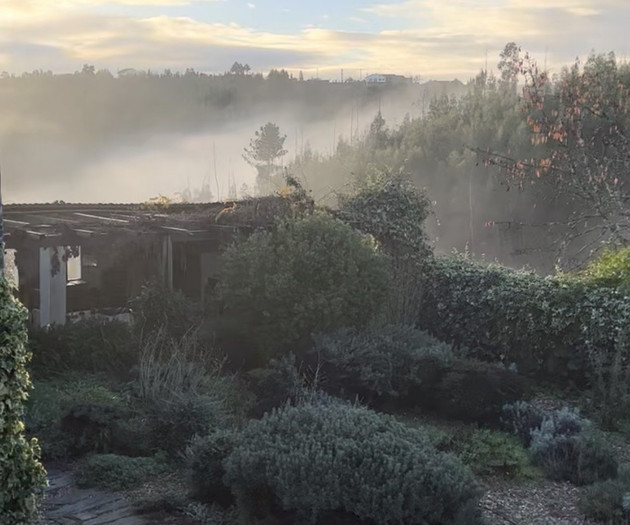 Misty garden morning view