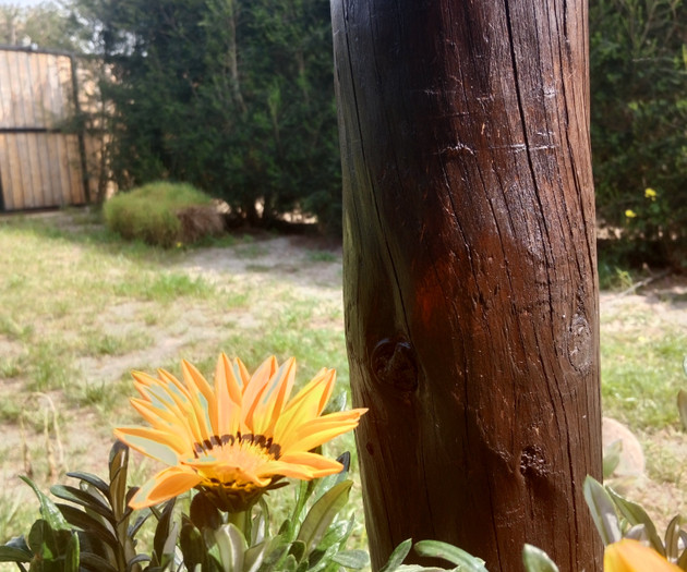 Garden flowers and wooden post