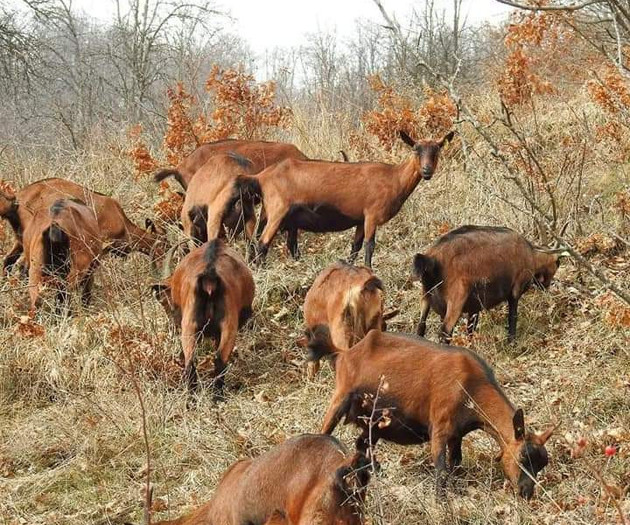 The farm is located 13 km from Mojkovac
