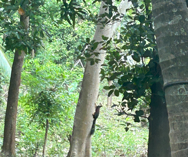Squirrel climbing tree in garden