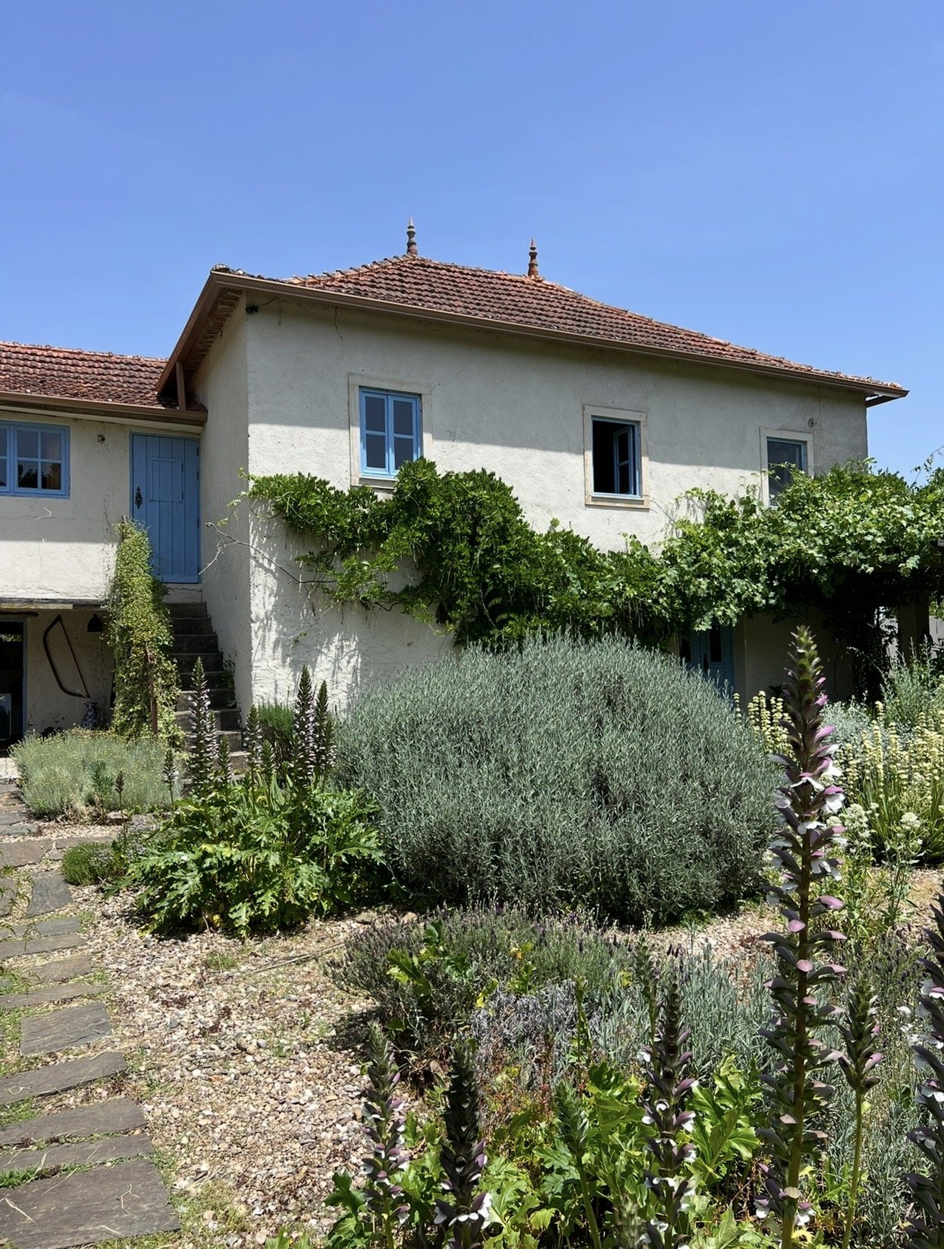 House facade with lavender garden