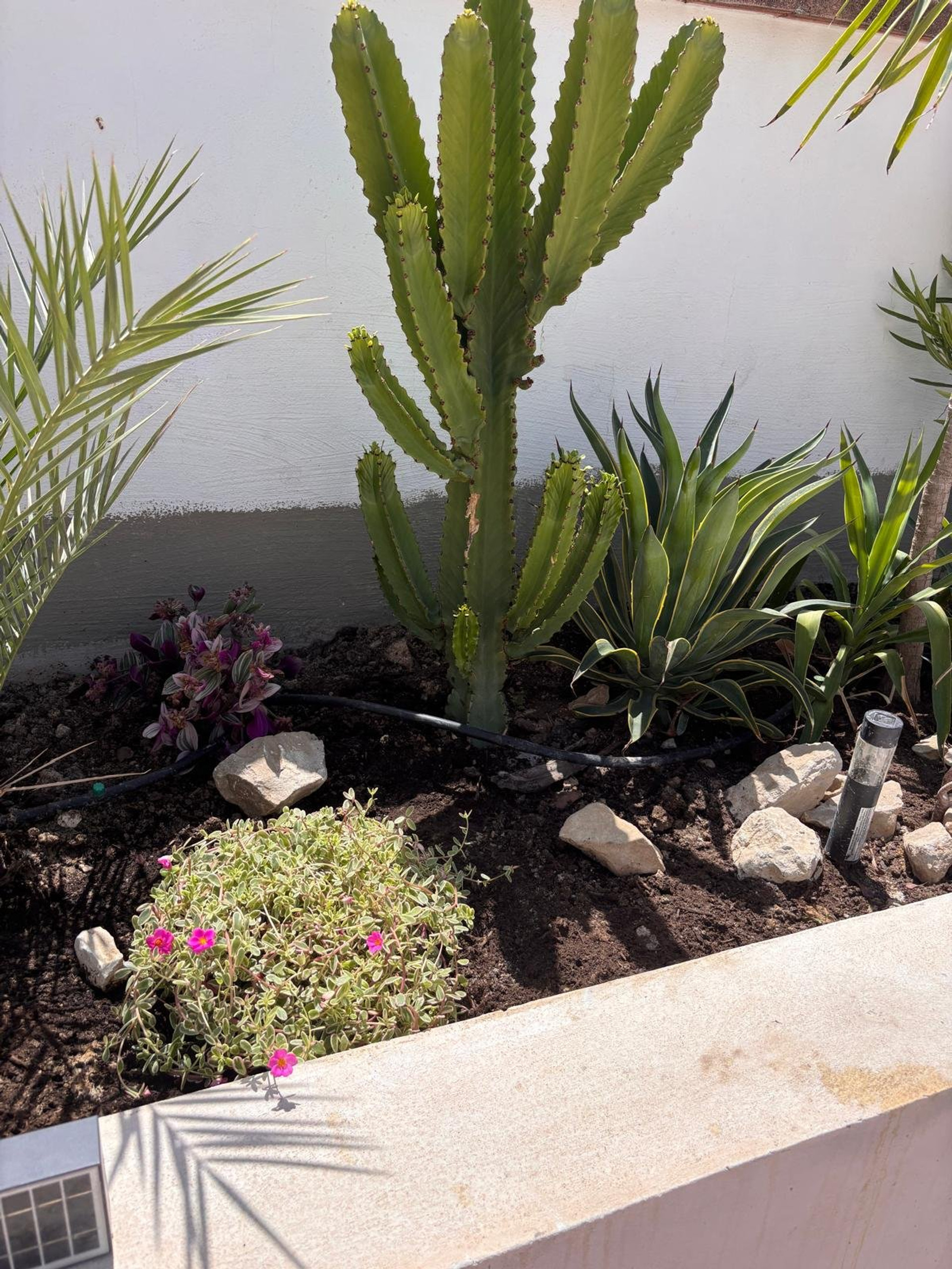 Garden bed with cacti