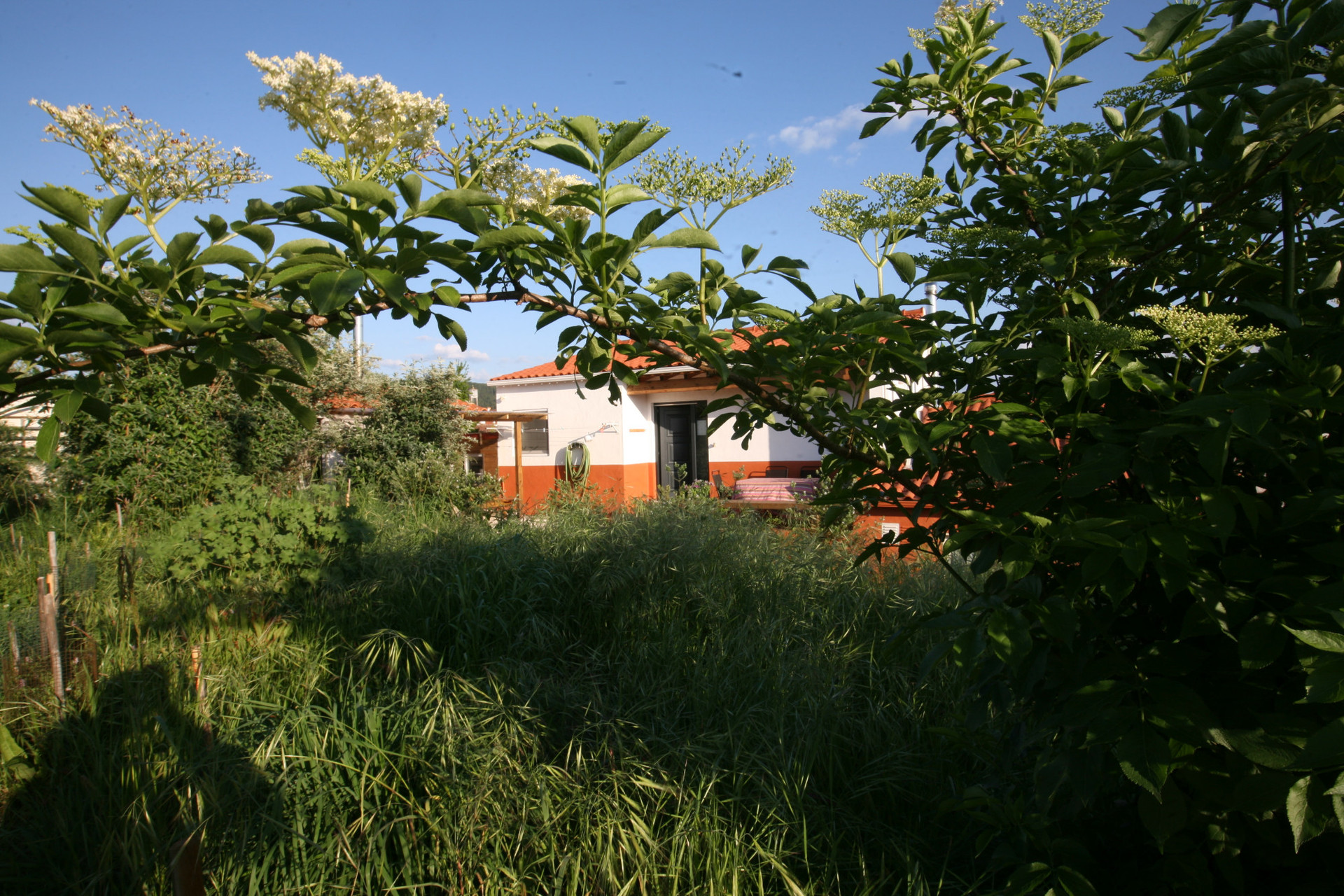 A nice view from the elderberry bush