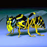 Dinko U.'s avatar