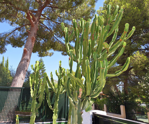 Tall green cactus by fence