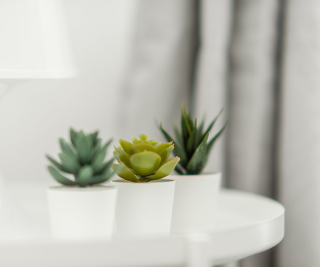 Small succulent plants decor
