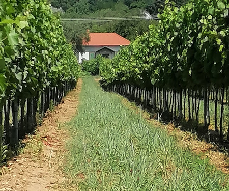 Présház-nyaraló , kilátással a Balatonra