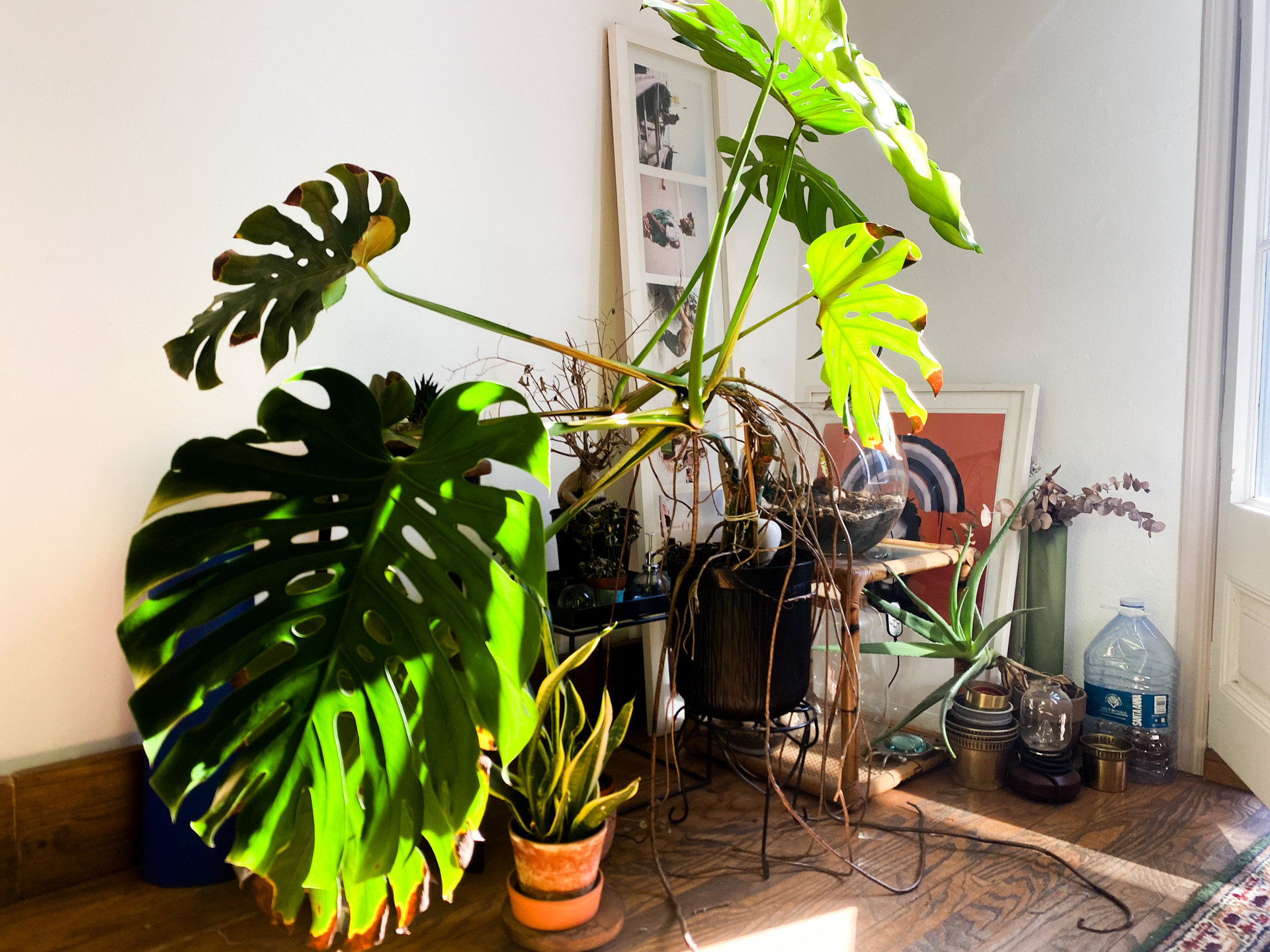 Large monstera plant corner