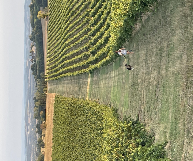 A wonderful studio surrounded by vineyards