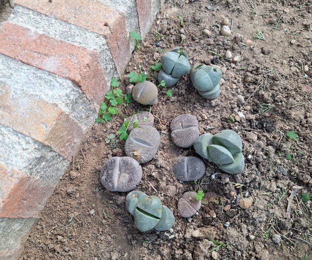 Small succulents lithops in garden