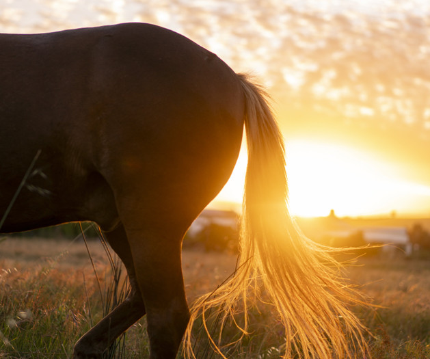 Luxury Farm living in the Cape Winelands